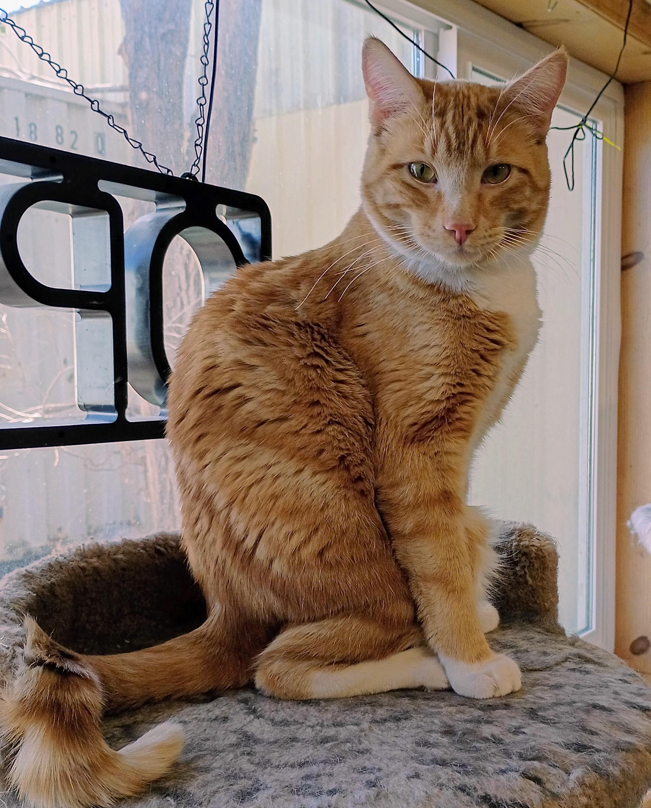Enlarge Soul, a Adoptable mixed breed in Buhl, ID image 2/5