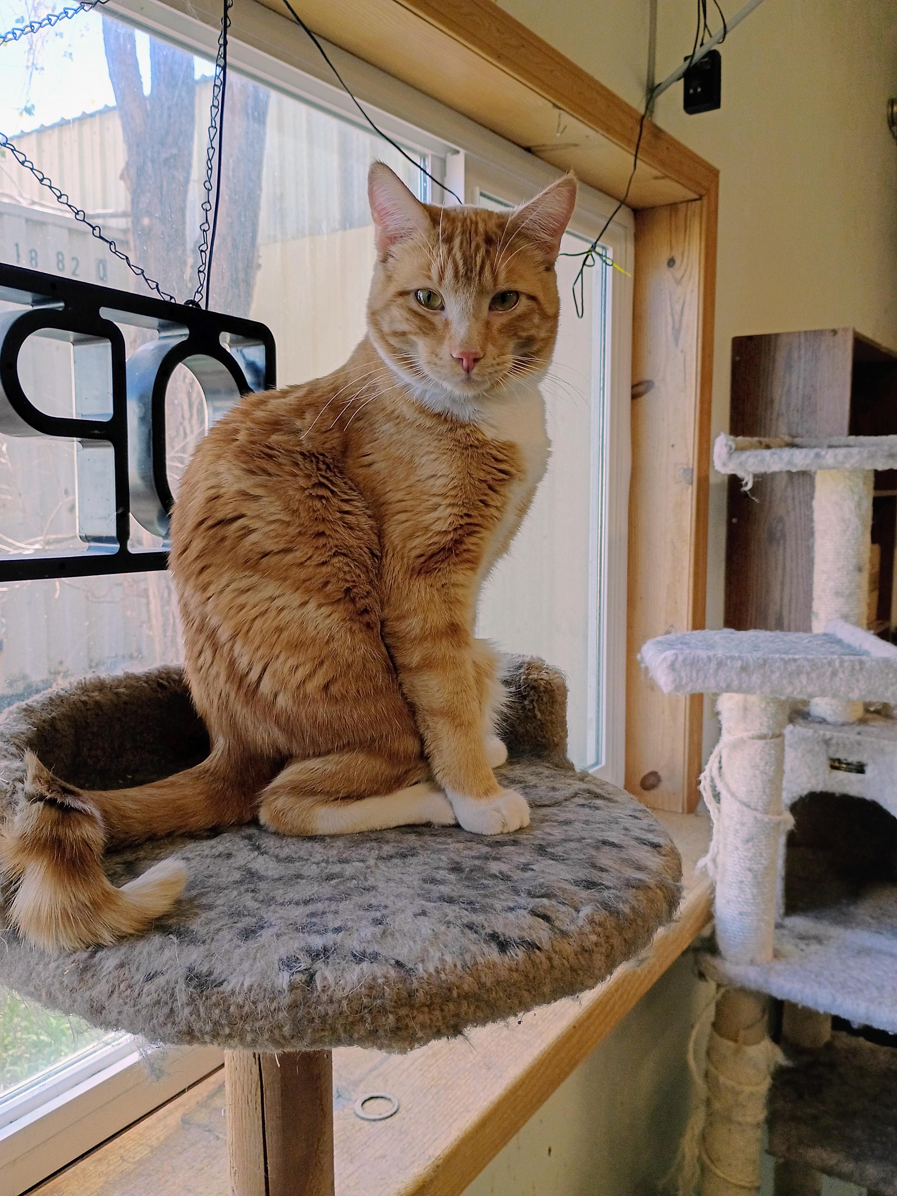 Enlarge Soul, a Adoptable mixed breed in Buhl, ID image 3/5