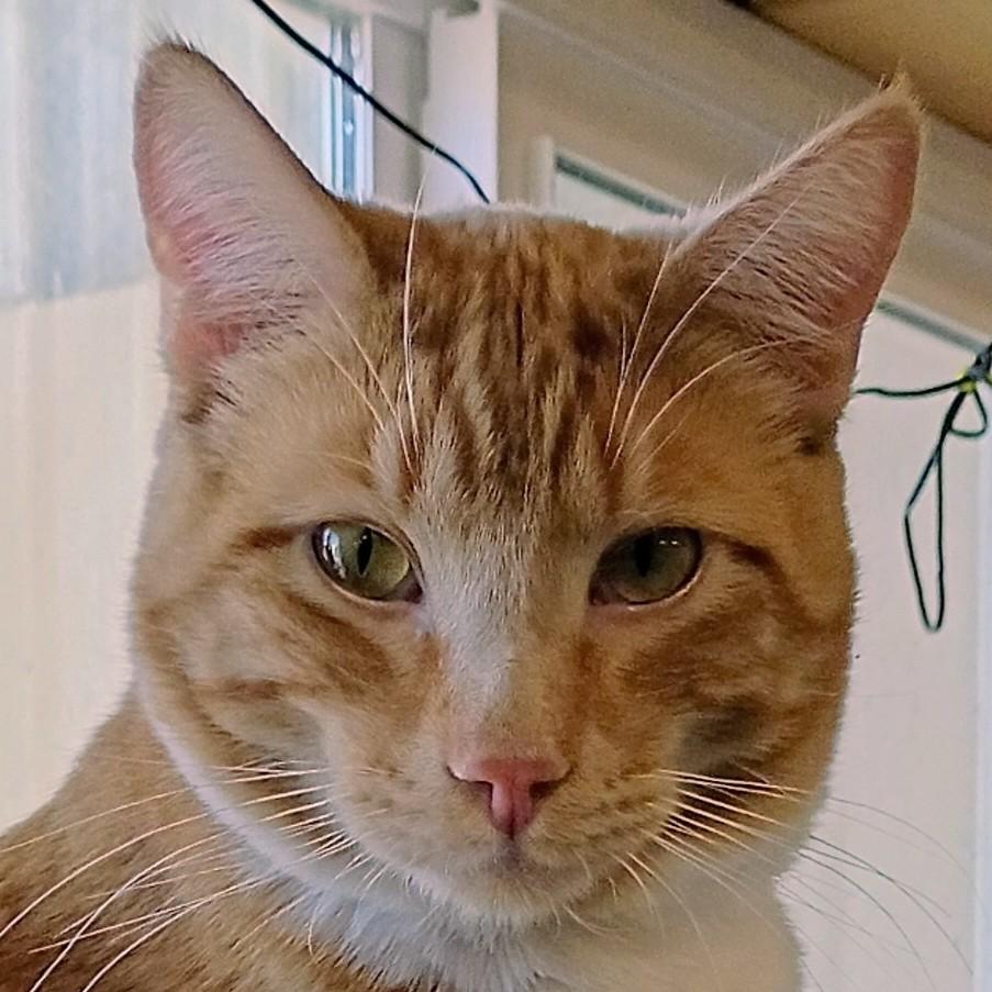 Enlarge Soul, a Adoptable mixed breed in Buhl, ID image 4/5