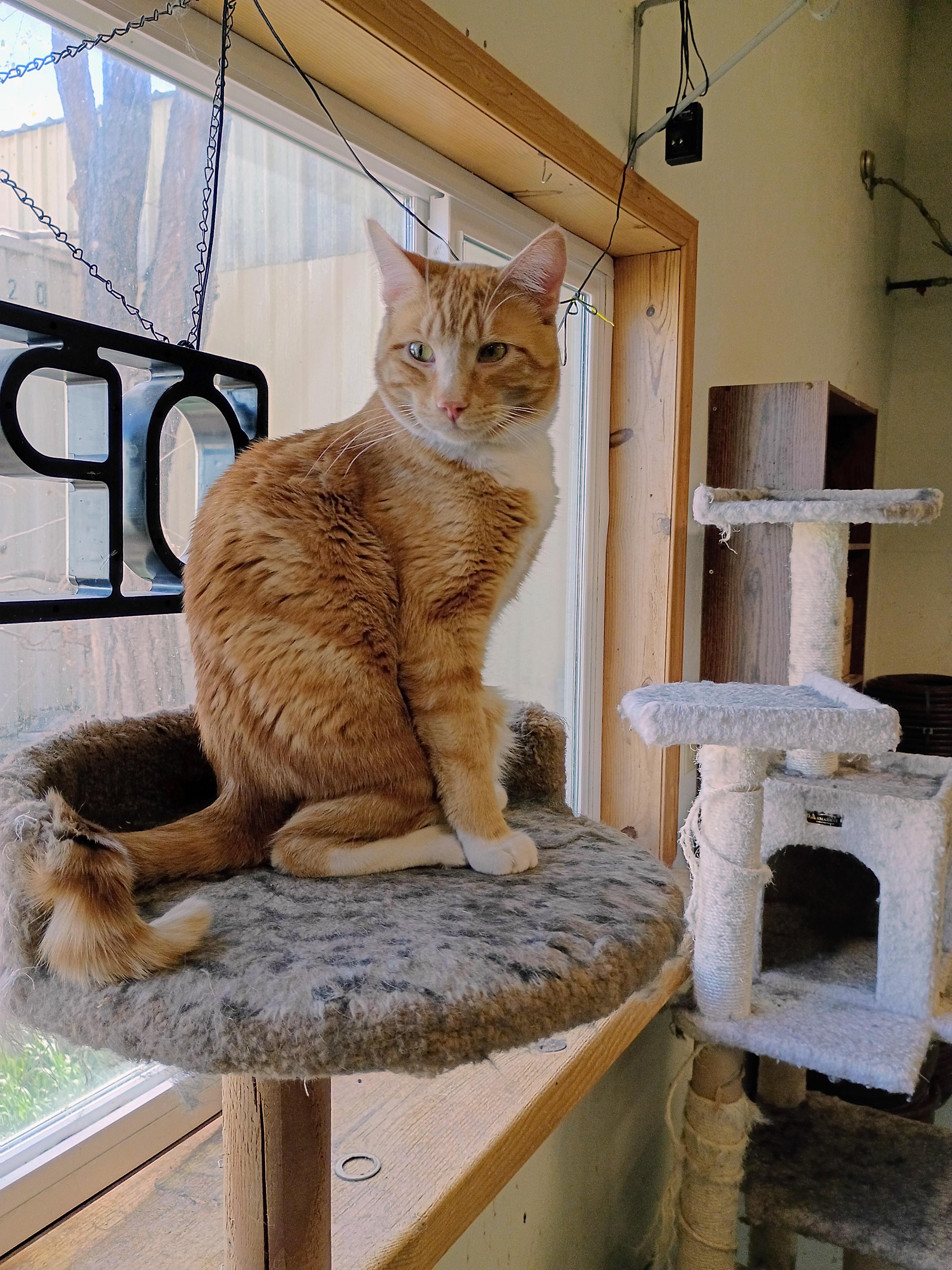 Enlarge Soul, a Adoptable mixed breed in Buhl, ID image 5/5