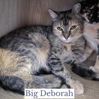 Big Deborah, ADOPTABLE, Adult Female Domestic Short Hair.