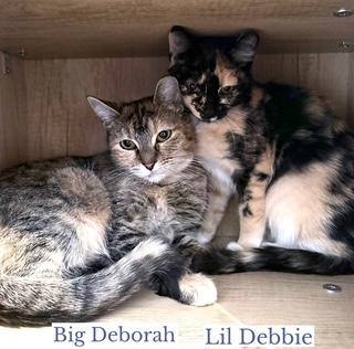 Big Deborah, a ADOPTABLE Domestic Short Hair in Berkeley Springs, WV image 2/2