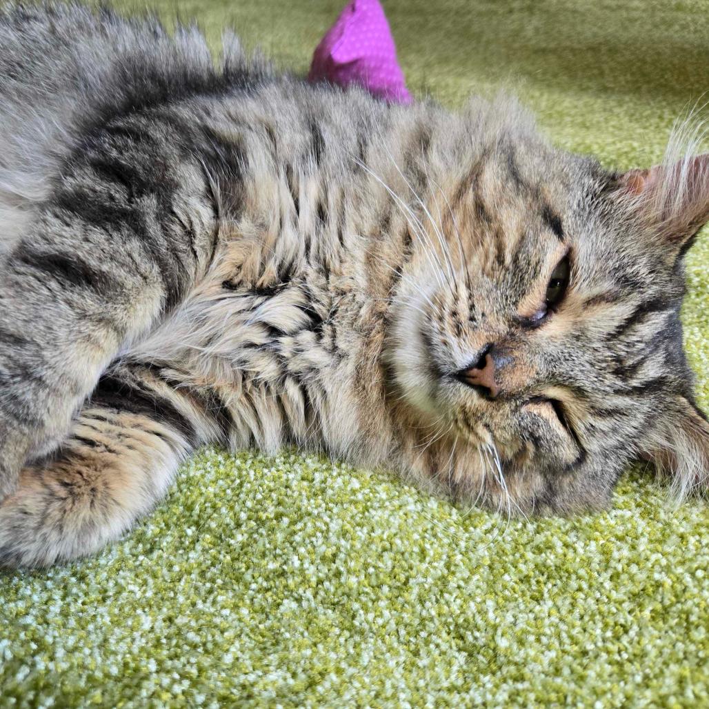 Enlarge Chase, a Adoptable Domestic Medium Hair in Troy, VA image 1/6