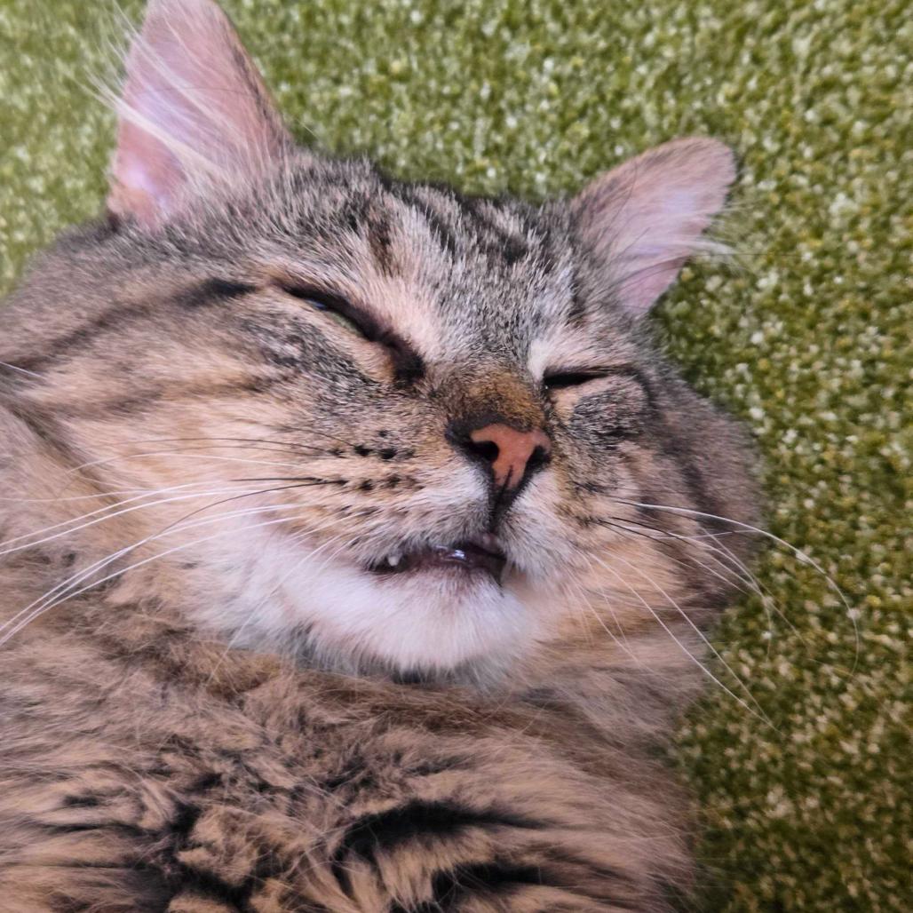 Enlarge Chase, a Adoptable Domestic Medium Hair in Troy, VA image 2/6