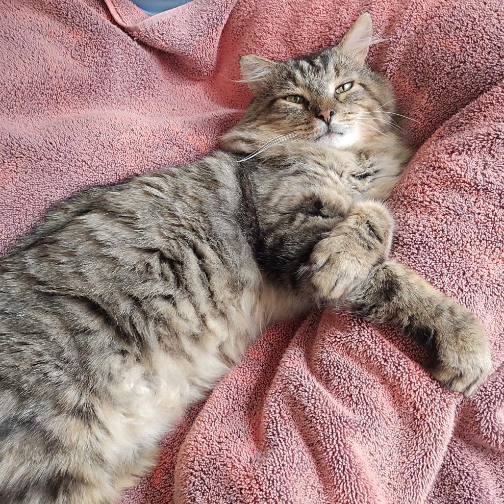 Enlarge Chase, a Adoptable Domestic Medium Hair in Troy, VA image 3/6