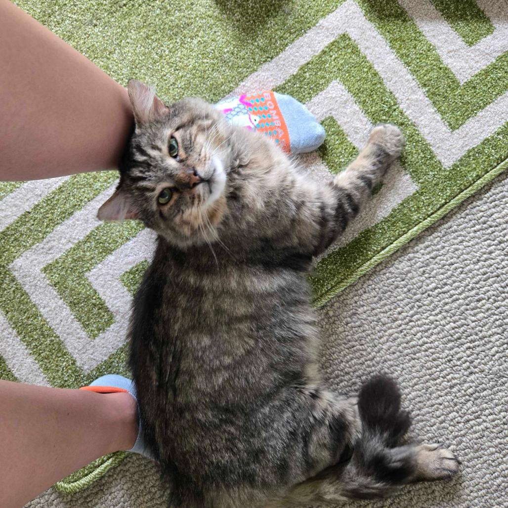 Enlarge Chase, a Adoptable Domestic Medium Hair in Troy, VA image 4/6