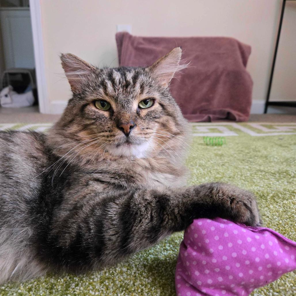 Enlarge Chase, a Adoptable Domestic Medium Hair in Troy, VA image 5/6