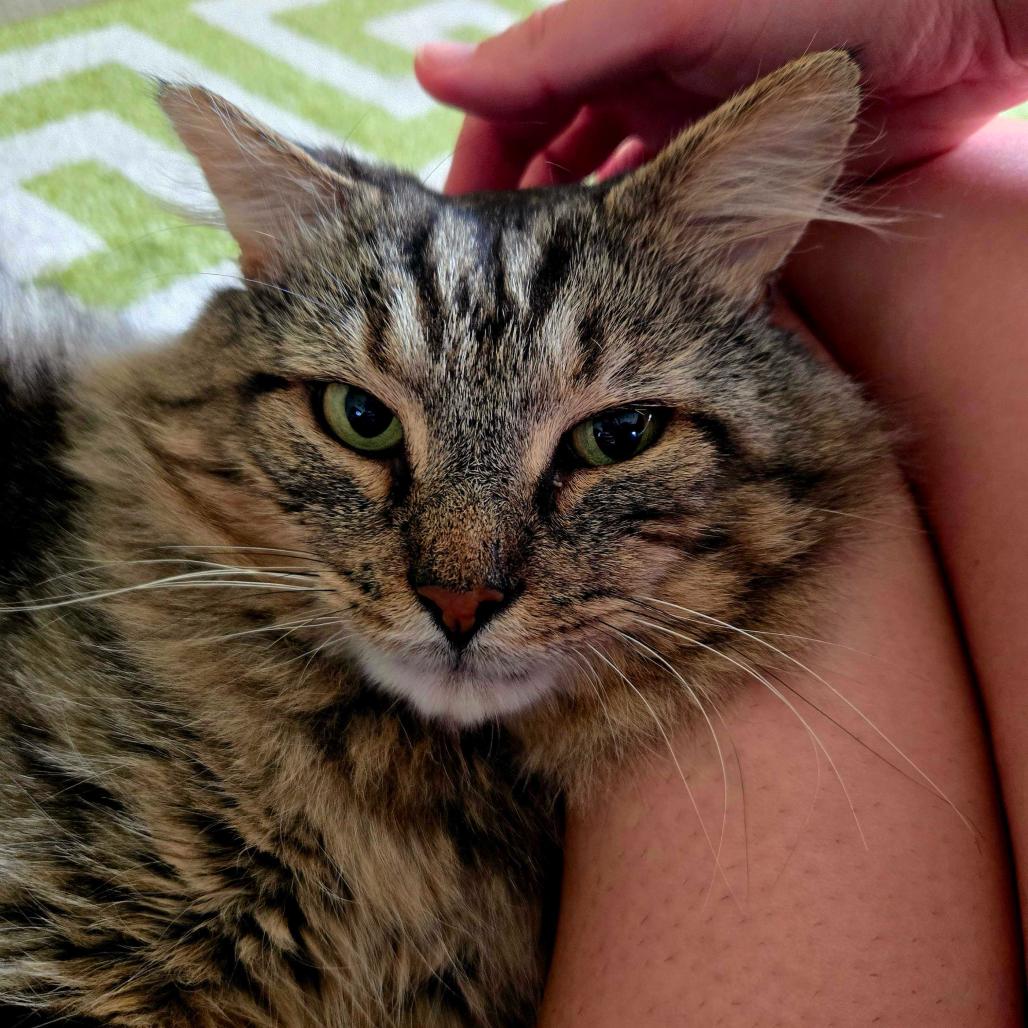 Enlarge Chase, a Adoptable Domestic Medium Hair in Troy, VA image 6/6