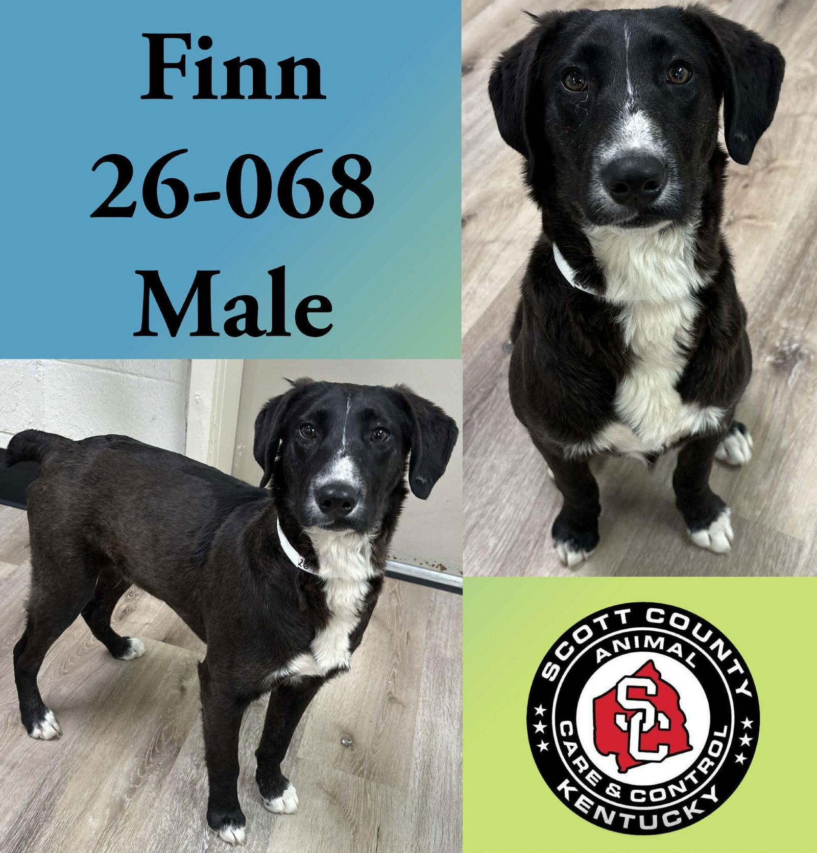 Enlarge Finn, a Adoptable Australian Shepherd in Georgetown, KY image 1/1