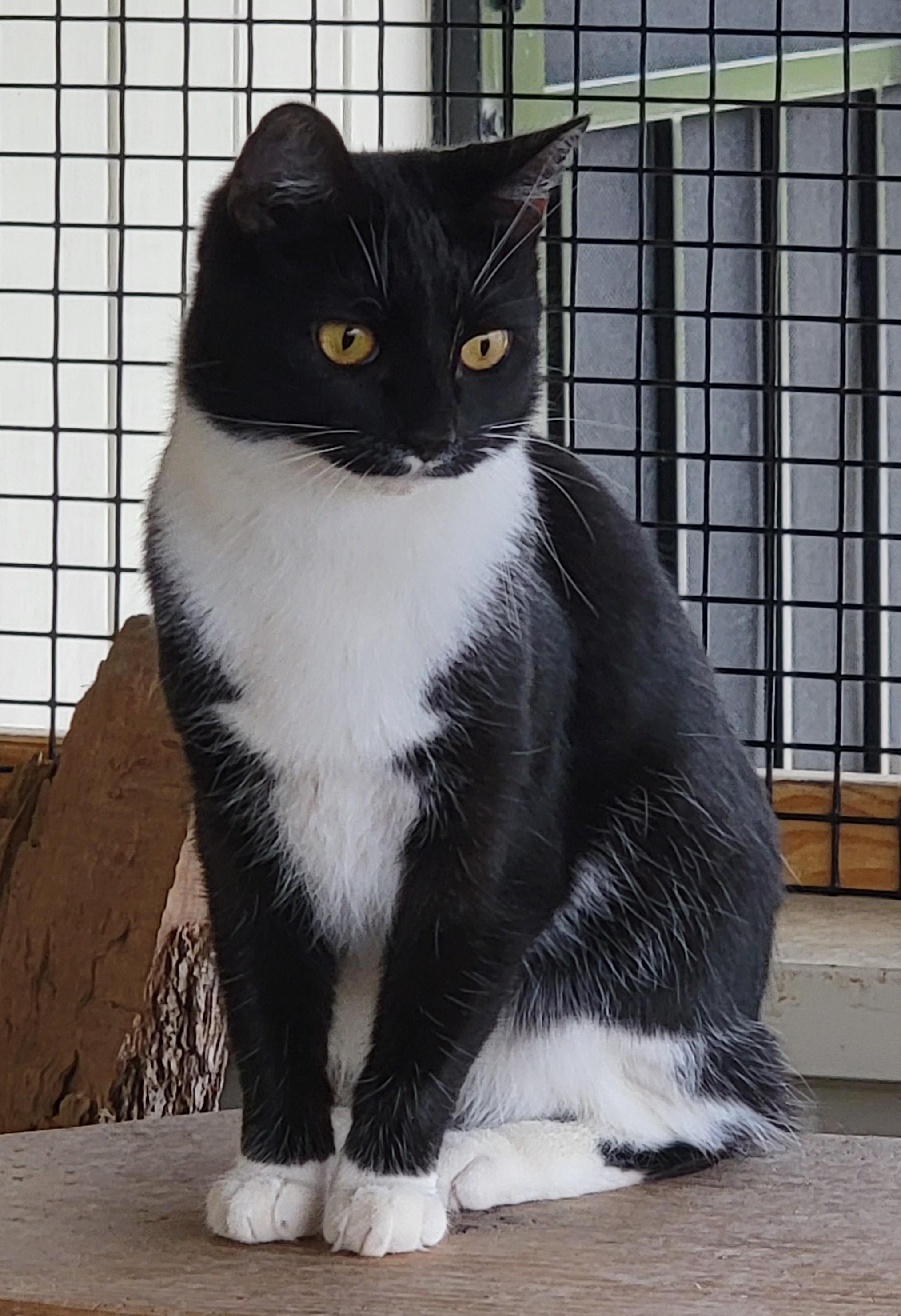 Minnie, a ADOPTABLE Domestic Short Hair in Mount Sterling, KY image 3/3