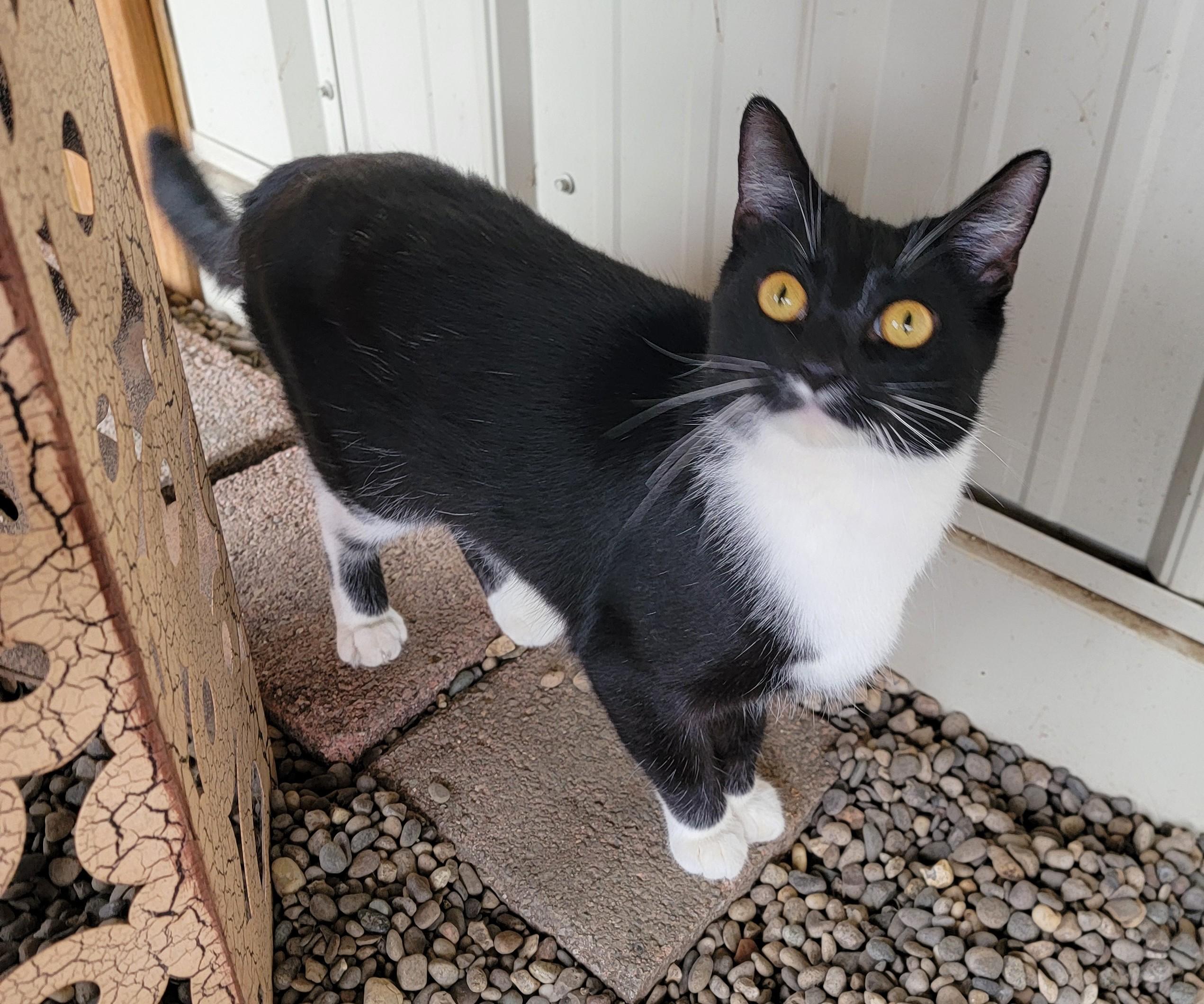 Minnie, a ADOPTABLE Domestic Short Hair in Mount Sterling, KY image 2/3