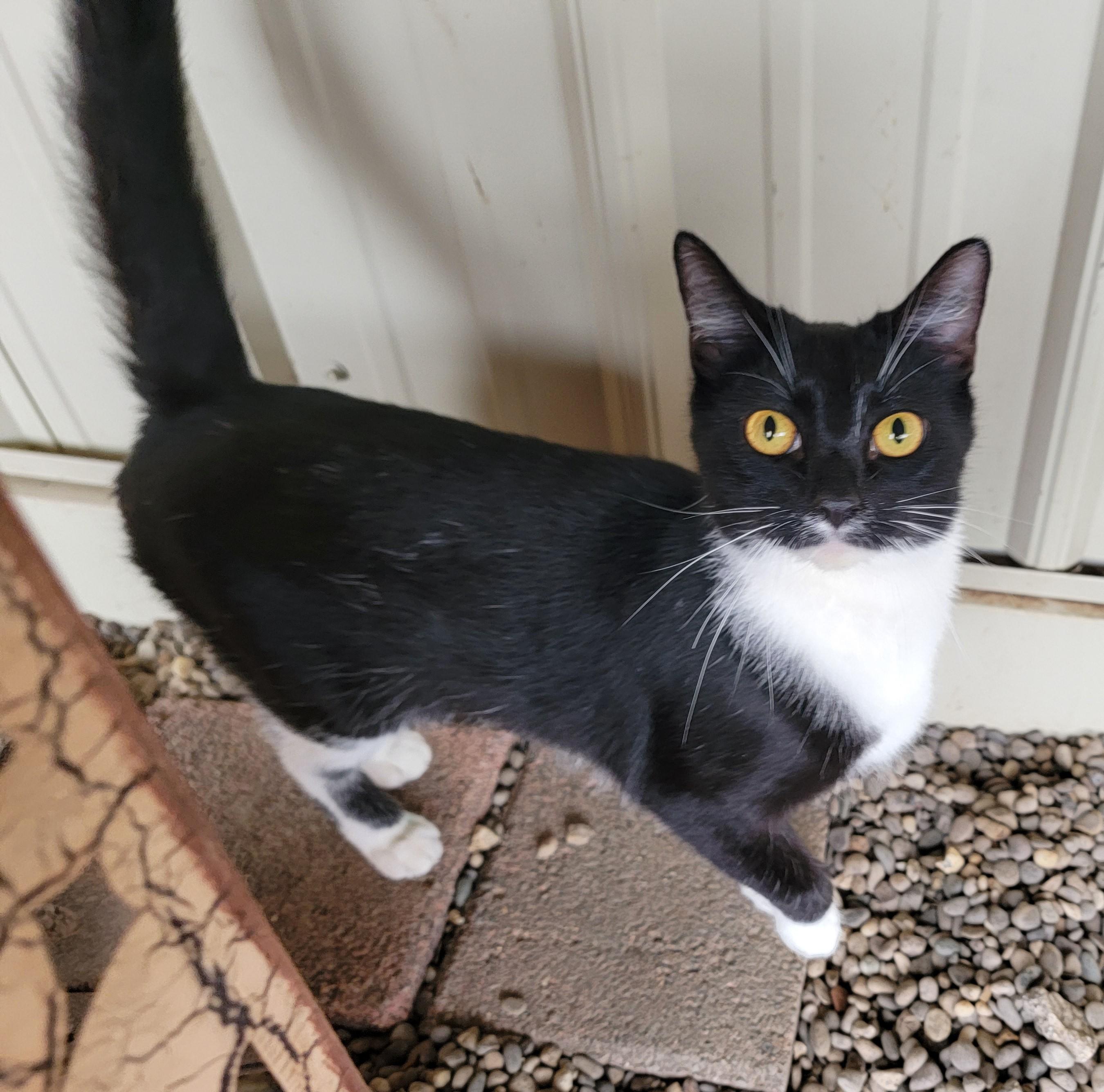 Minnie, ADOPTABLE, Young Female Domestic Short Hair.