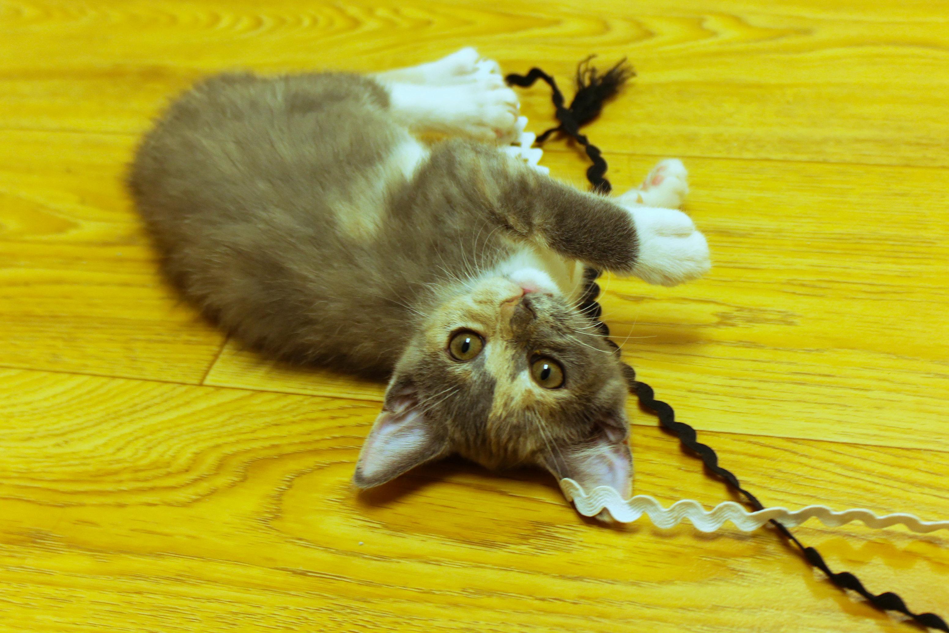 Enlarge Faye, a ADOPTABLE Dilute Tortoiseshell in Urbana, OH image 1/6