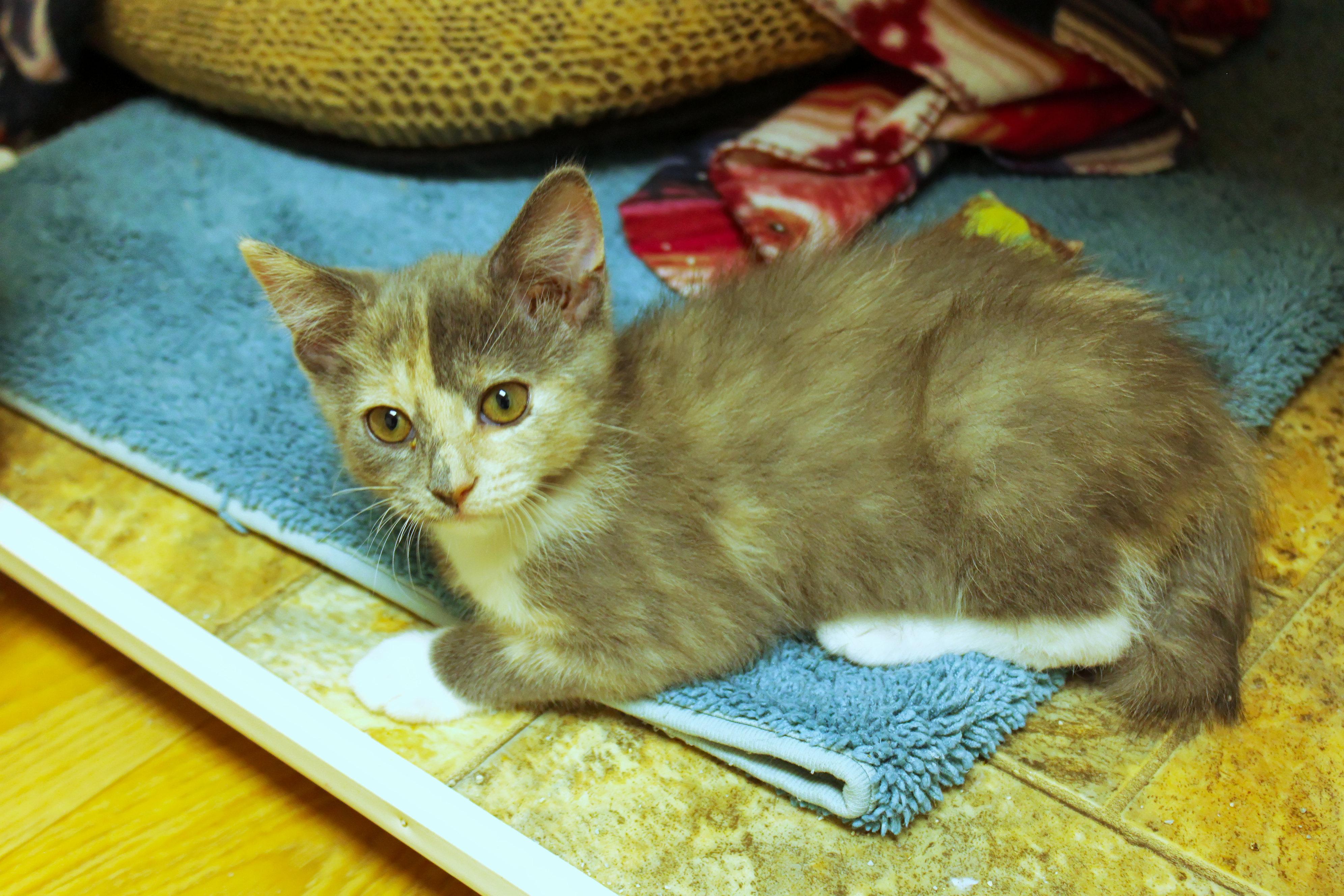 Enlarge Faye, a ADOPTABLE Dilute Tortoiseshell in Urbana, OH image 3/6