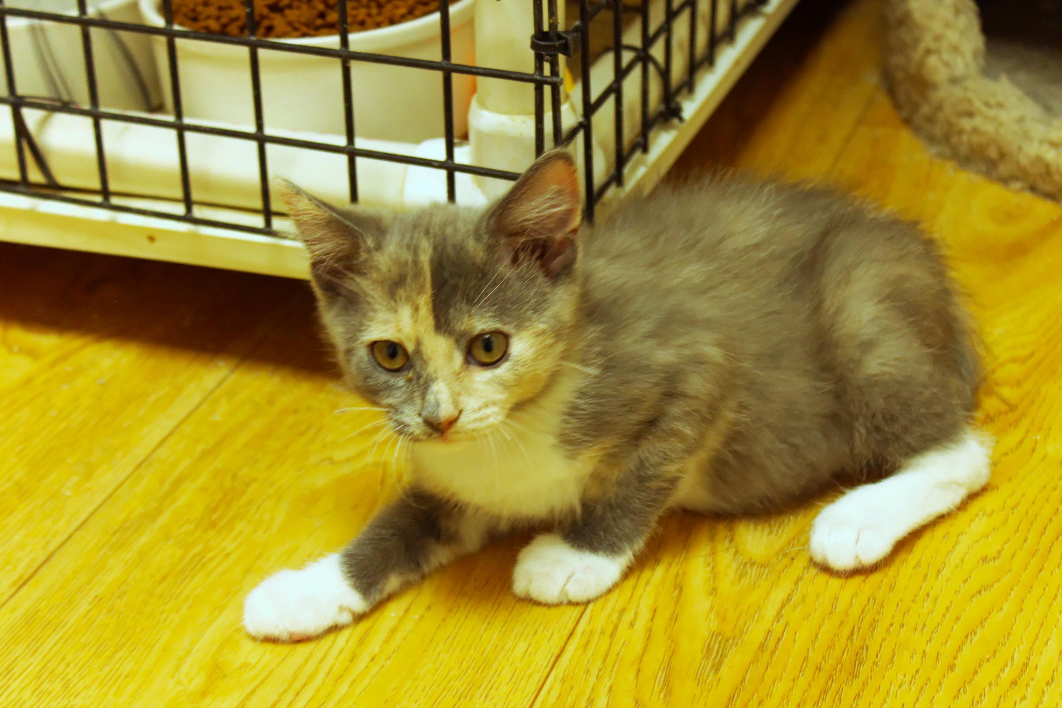 Enlarge Faye, a ADOPTABLE Dilute Tortoiseshell in Urbana, OH image 4/6