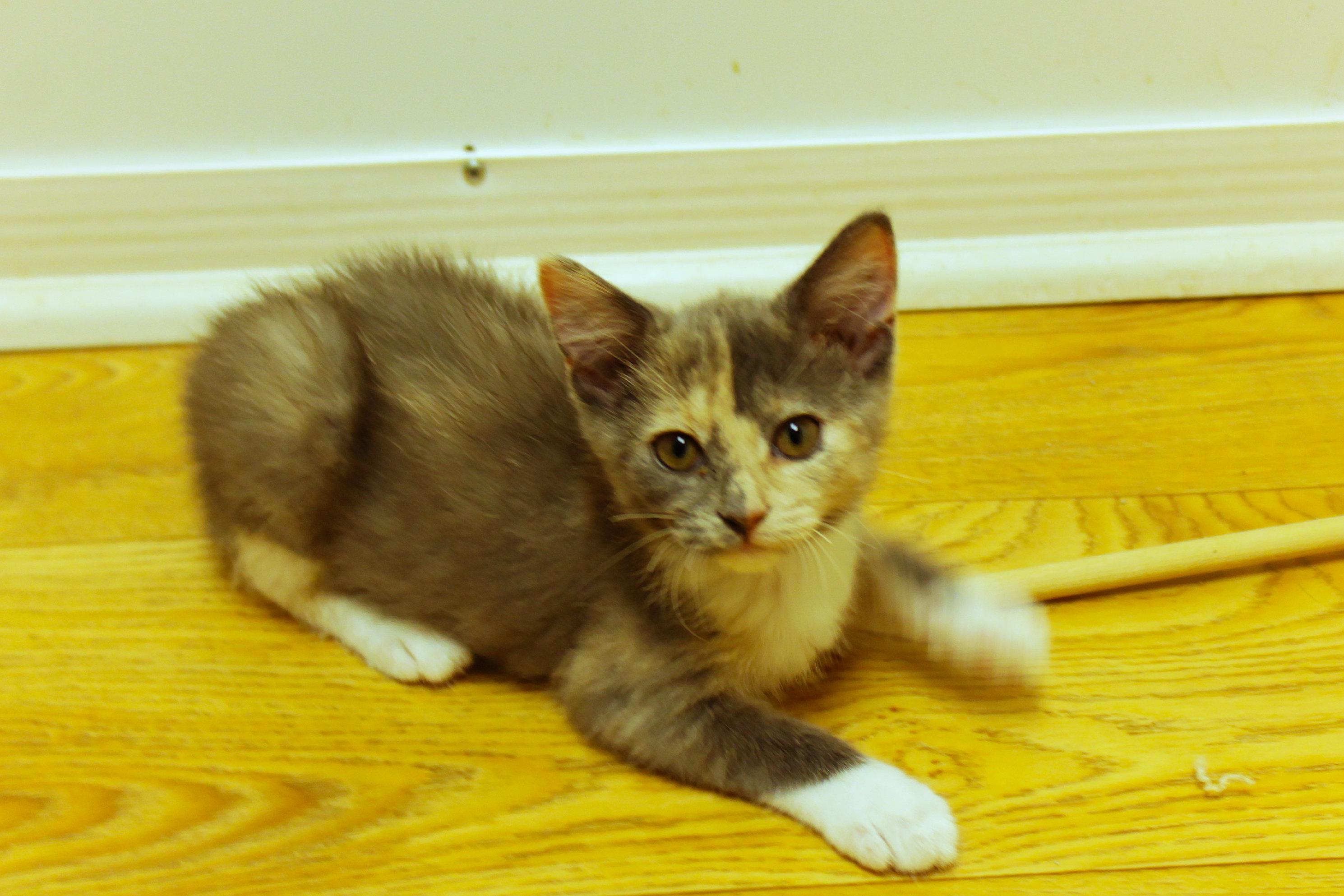 Enlarge Faye, a ADOPTABLE Dilute Tortoiseshell in Urbana, OH image 2/6