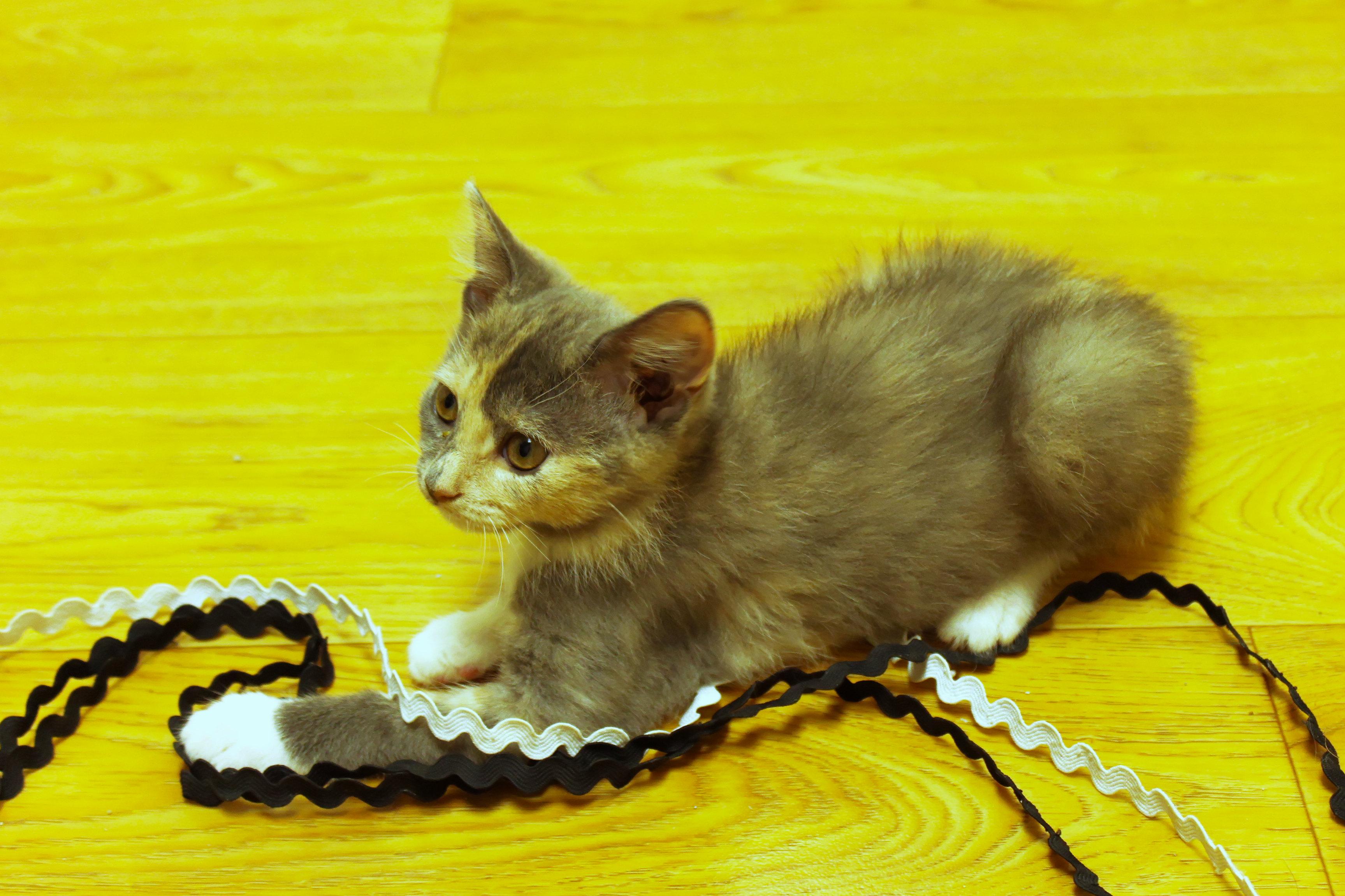 Enlarge Faye, a ADOPTABLE Dilute Tortoiseshell in Urbana, OH image 5/6
