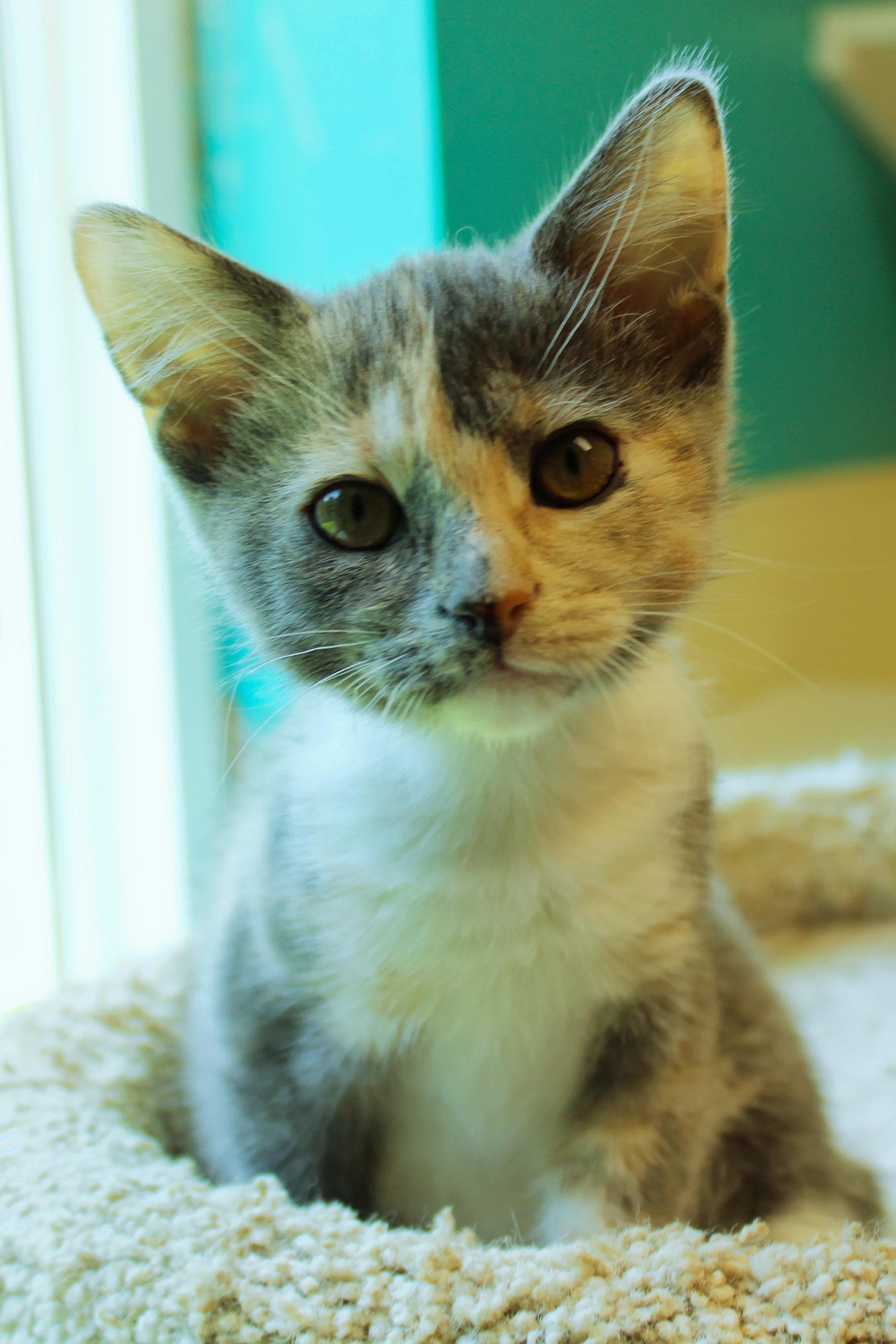 Enlarge Faye, a ADOPTABLE Dilute Tortoiseshell in Urbana, OH image 6/6