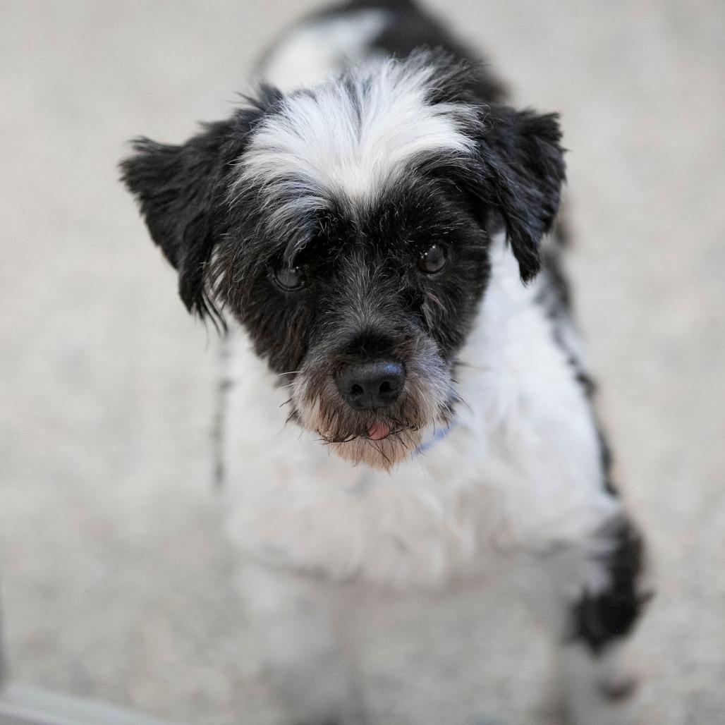 Malachi (JN25-408), a Adoptable Schnauzer in Bendena, KS image 1/6