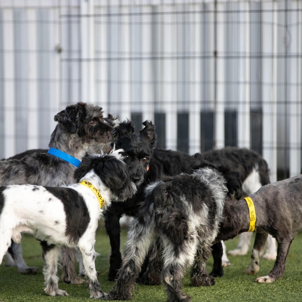 Malachi (JN25-408), a Adoptable Schnauzer in Bendena, KS image 2/6