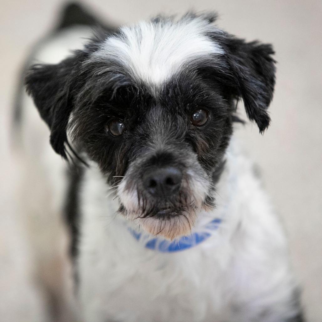 Malachi (JN25-408), a Adoptable Schnauzer in Bendena, KS image 3/6