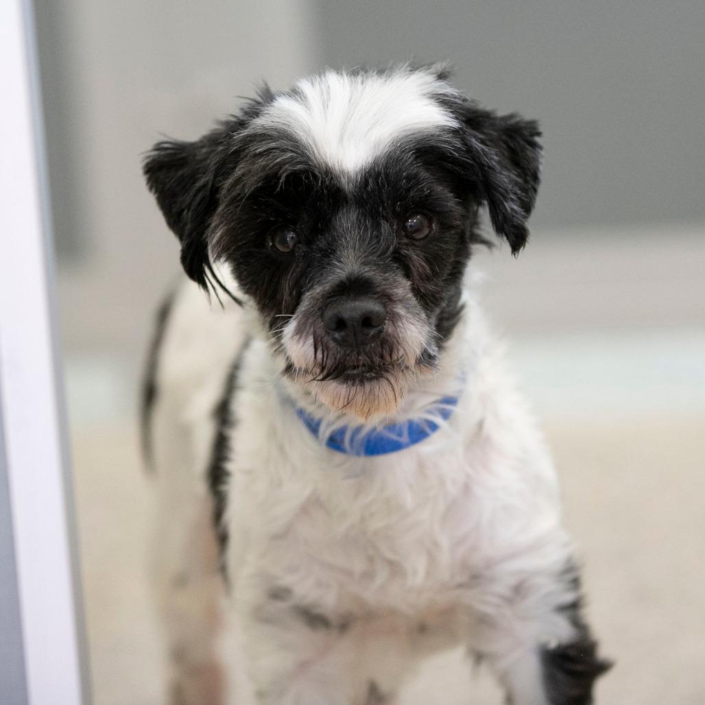 Malachi (JN25-408), a Adoptable Schnauzer in Bendena, KS image 4/6