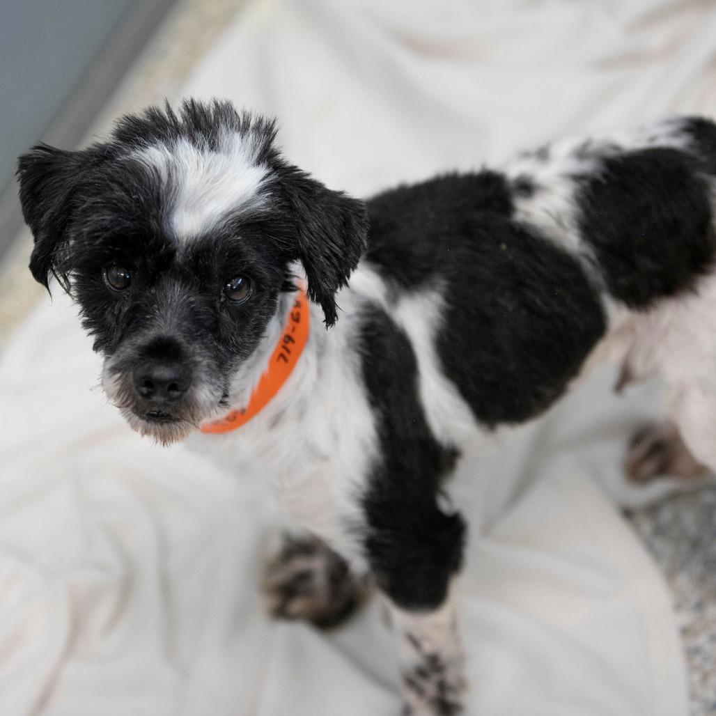 Malachi (JN25-408), a Adoptable Schnauzer in Bendena, KS image 5/6