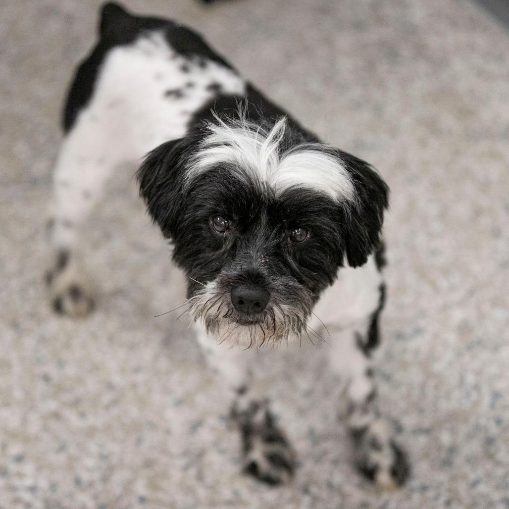Malachi (JN25-408), a Adoptable Schnauzer in Bendena, KS image 6/6