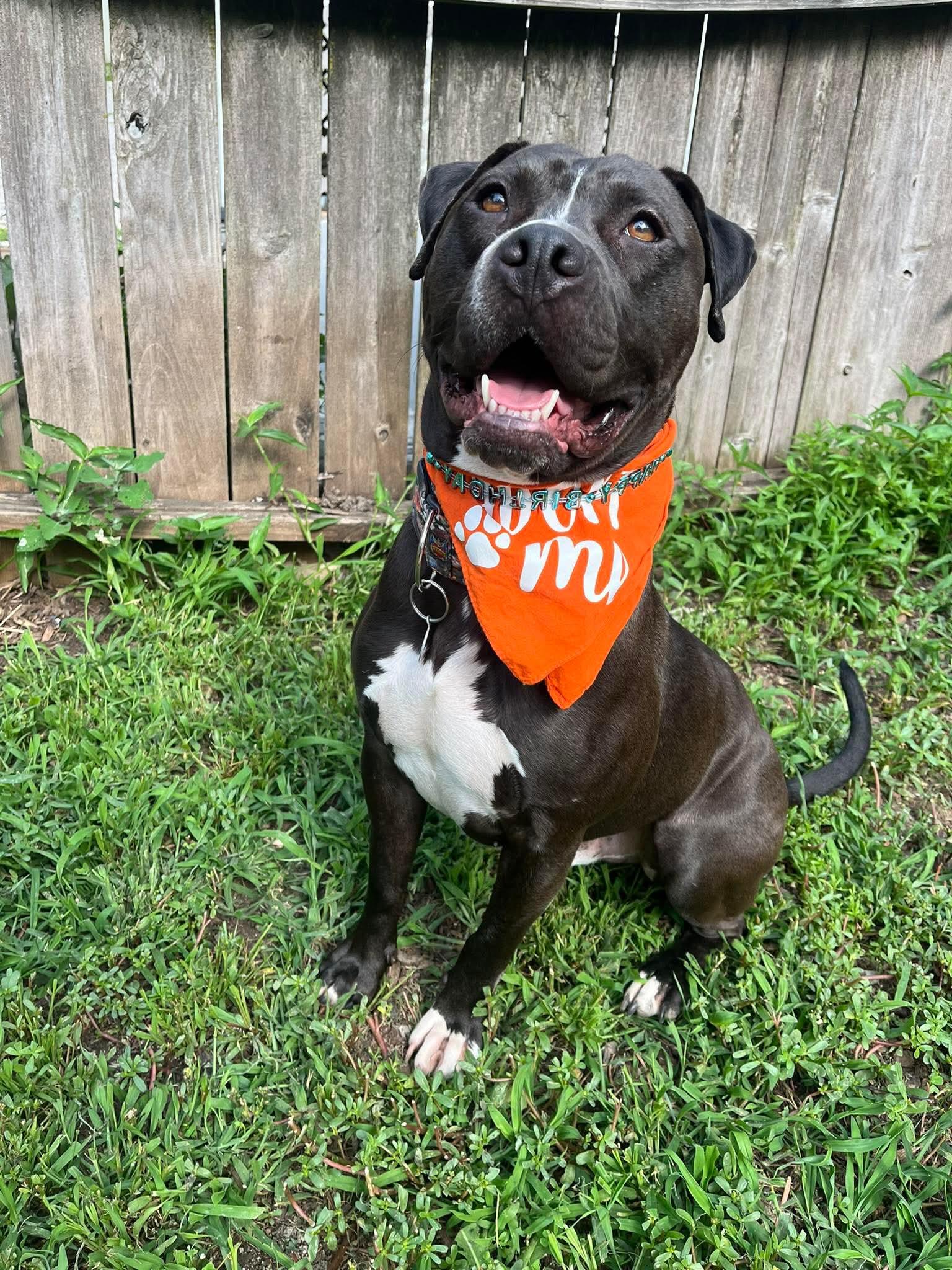 Malachi AKA donkey , Adoptable, Adult Male Pit Bull Terrier.