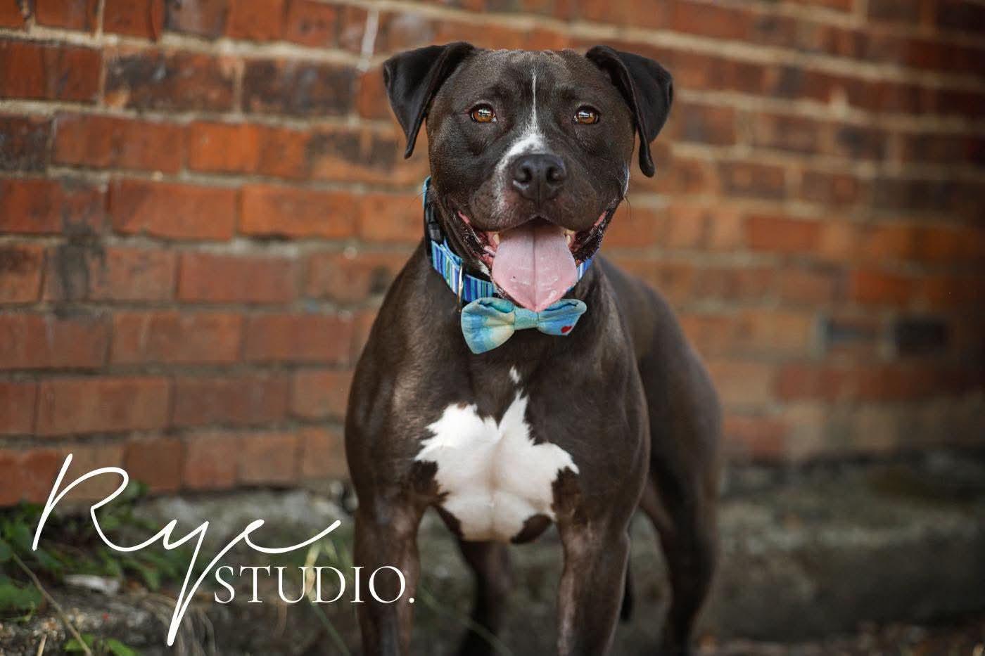 Malachi AKA donkey , Adoptable, Adult Male Pit Bull Terrier.
