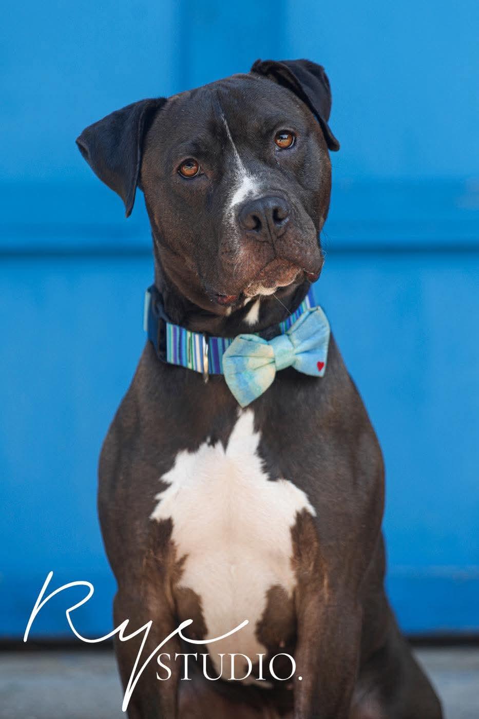 Enlarge Malachi AKA donkey , a Adoptable mixed breed in Kansas City, MO image 3/6