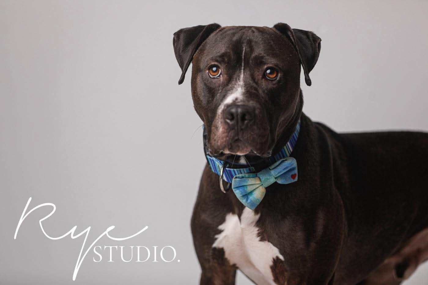 Enlarge Malachi AKA donkey , a Adoptable mixed breed in Kansas City, MO image 2/6