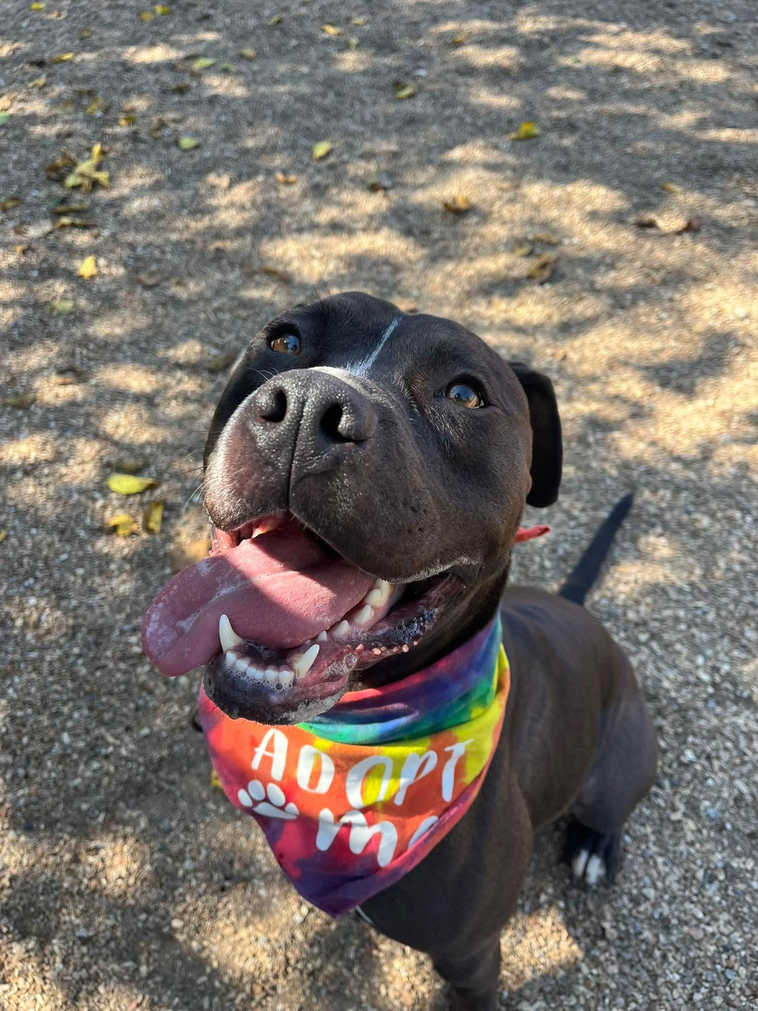 Enlarge Malachi AKA donkey , a Adoptable mixed breed in Kansas City, MO image 6/6