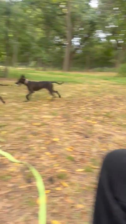 Enlarge Malachi AKA donkey , a Adoptable mixed breed in Kansas City, MO video 4/6