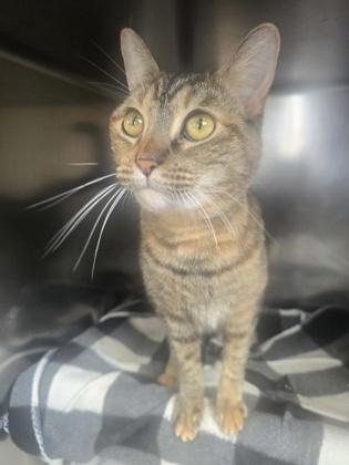Nala, a Adoptable mixed breed in Roseville, CA image 1/3