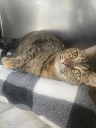 Nala, a Adoptable mixed breed in Roseville, CA image 2/3