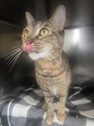Nala, a Adoptable mixed breed in Roseville, CA image 3/3