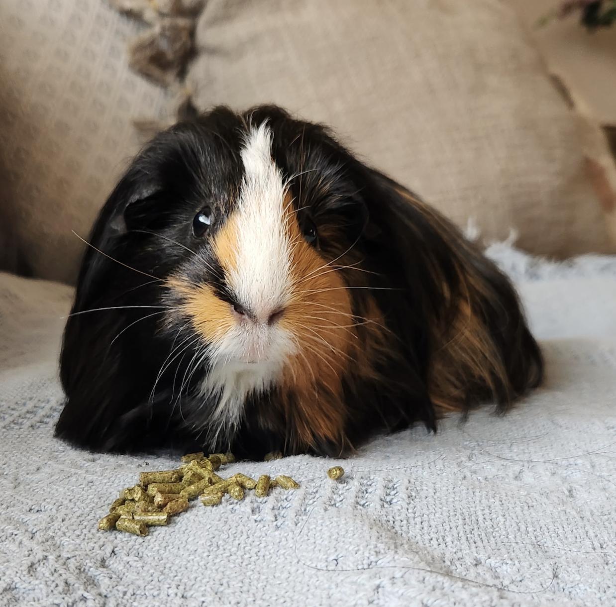 Enlarge Forest, Tally, and Neon, an adopted Guinea Pig in Minneapolis, MN image 3/5
