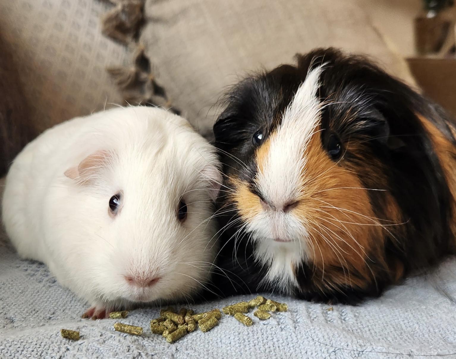 Enlarge Forest, Tally, and Neon, an adopted Guinea Pig in Minneapolis, MN image 2/5