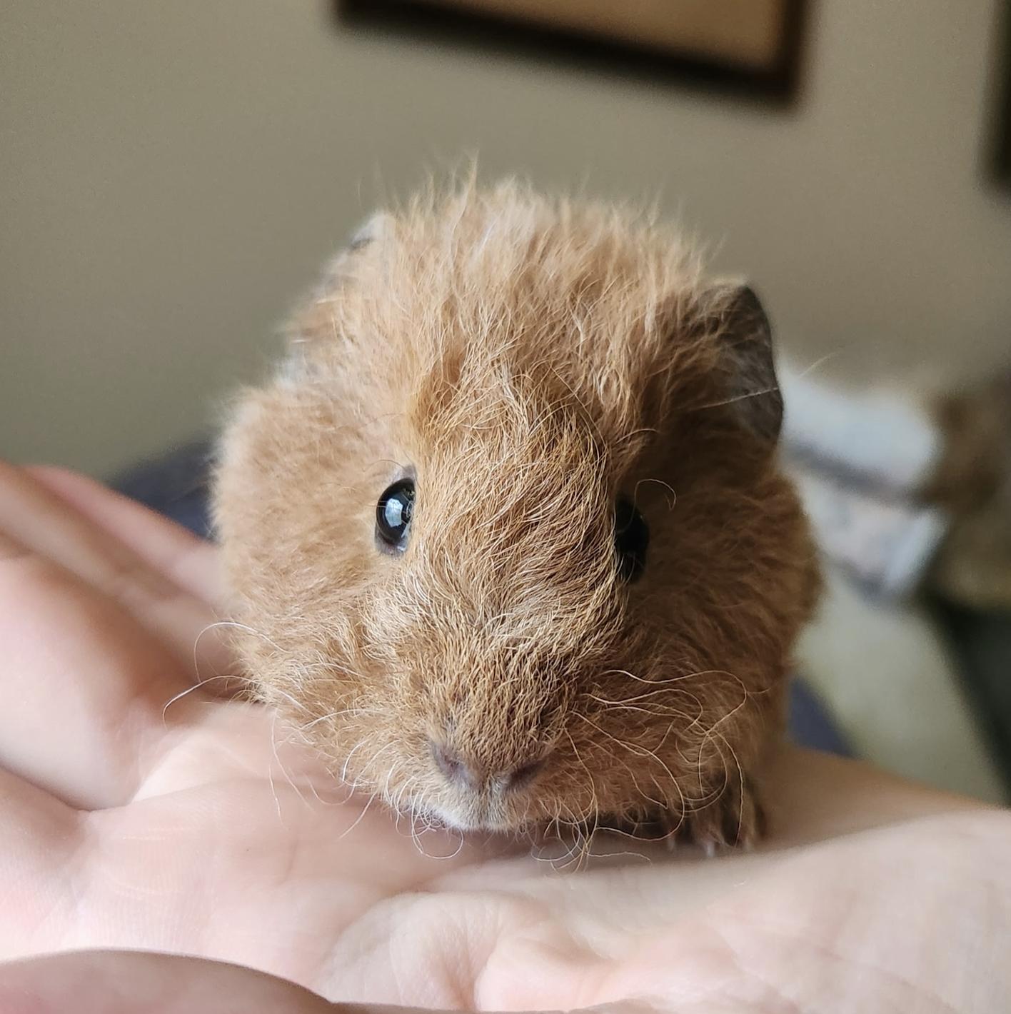 Enlarge Forest, Tally, and Neon, an adopted Guinea Pig in Minneapolis, MN image 4/5