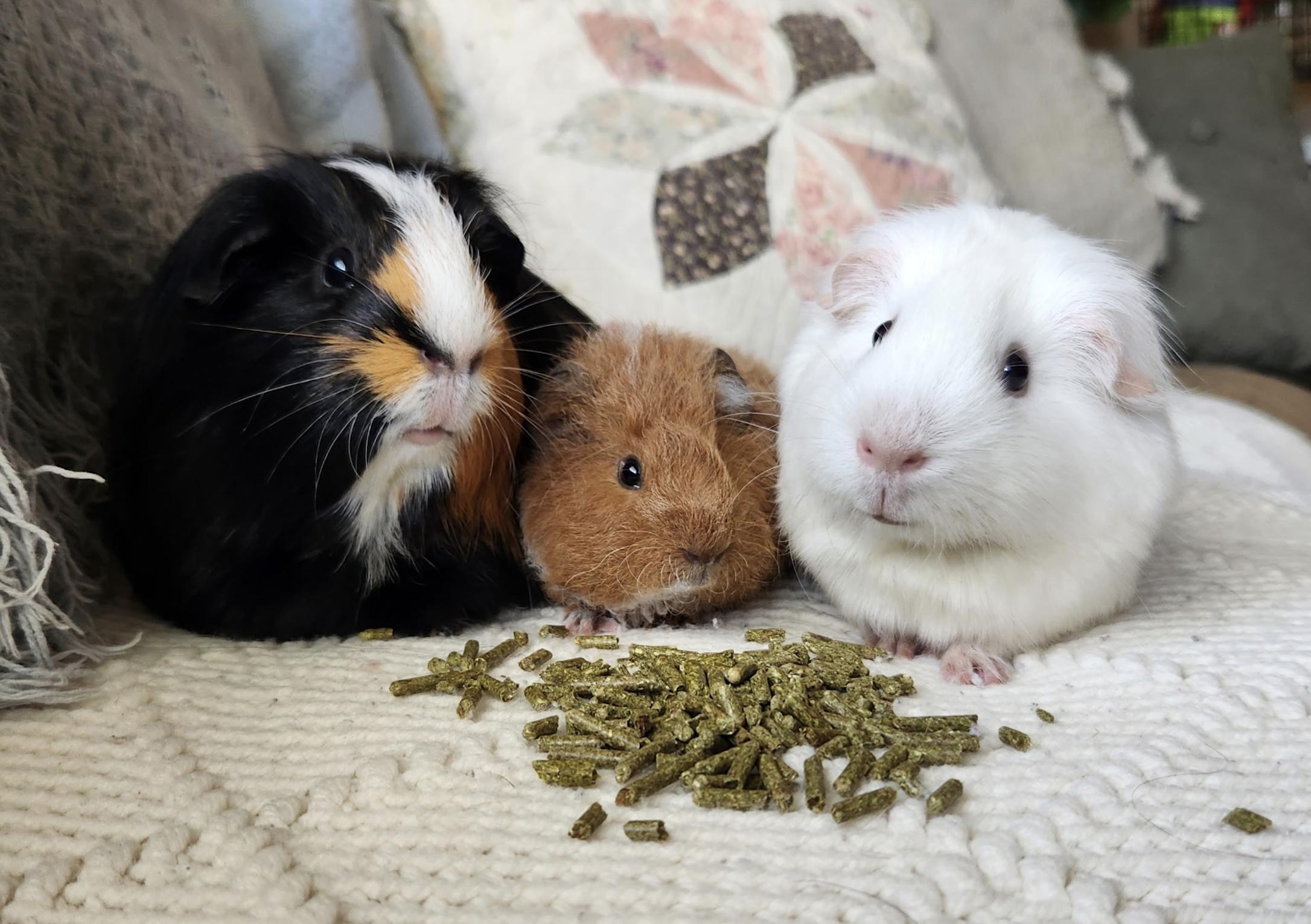 Forest, Tally, and Neon, adopted, Young Female Guinea Pig.