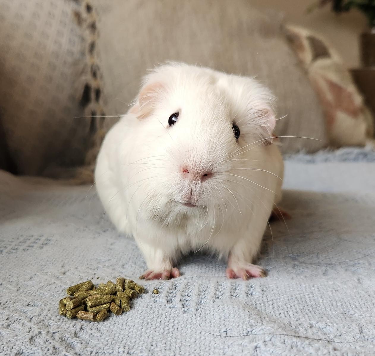 Enlarge Forest, Tally, and Neon, an adopted Guinea Pig in Minneapolis, MN image 5/5