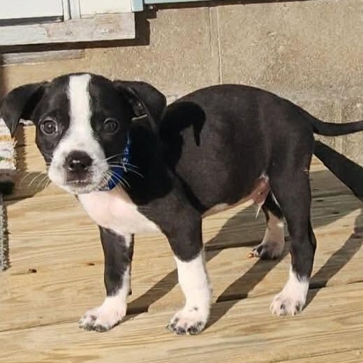 Enlarge Casper, a Adoptable mixed breed in Mays Landing, NJ image 2/2