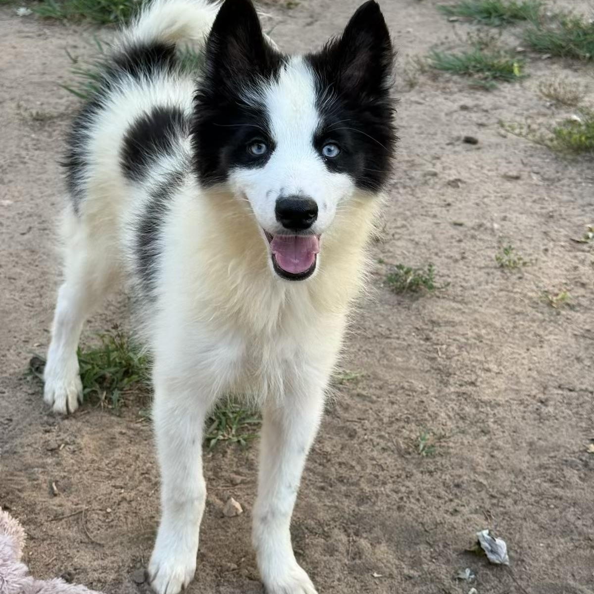 Enlarge Selena, a ADOPTABLE Husky in North Freedom, WI image 1/1