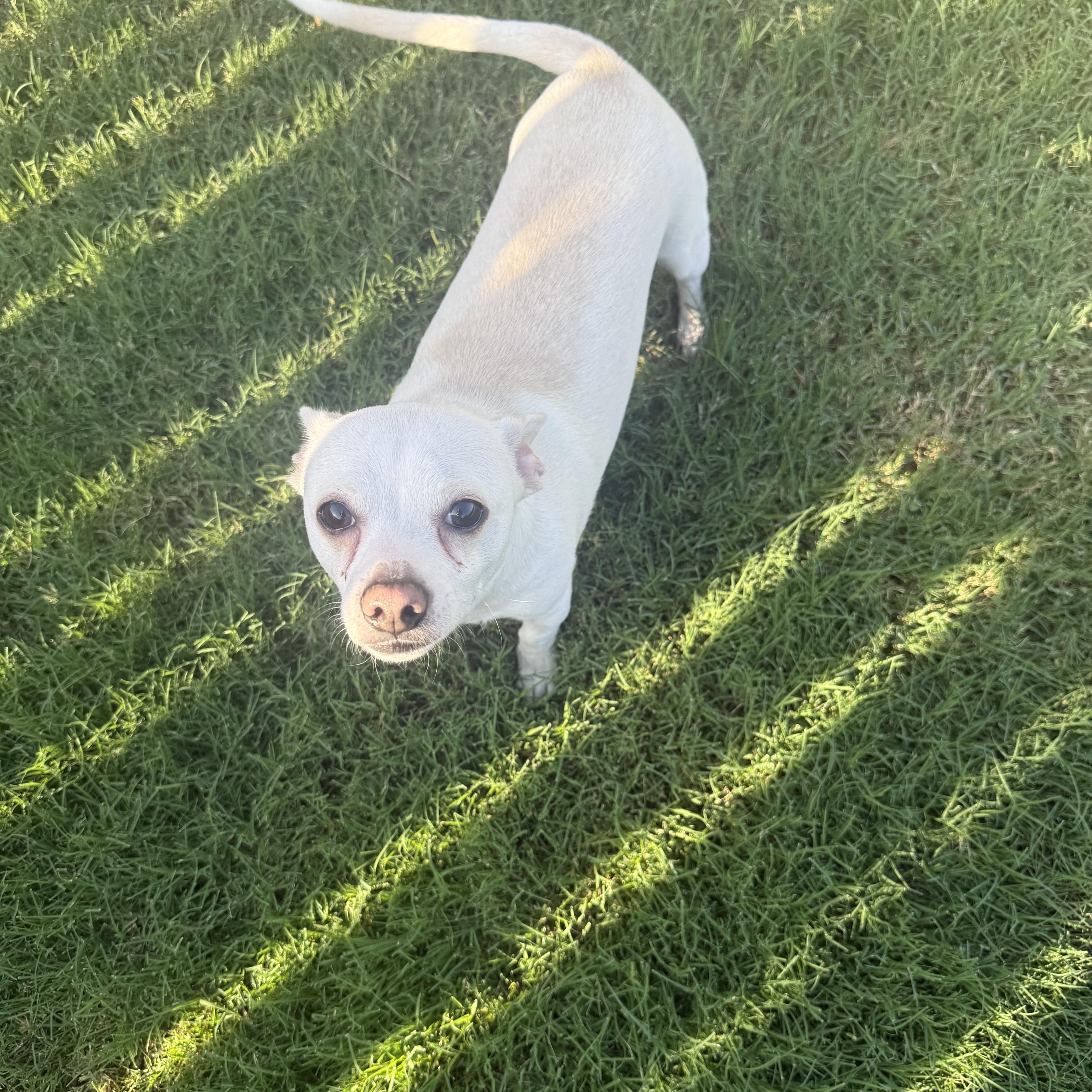 Enlarge Loki, an adoptable Chihuahua in Oklahoma City, OK image 1/3