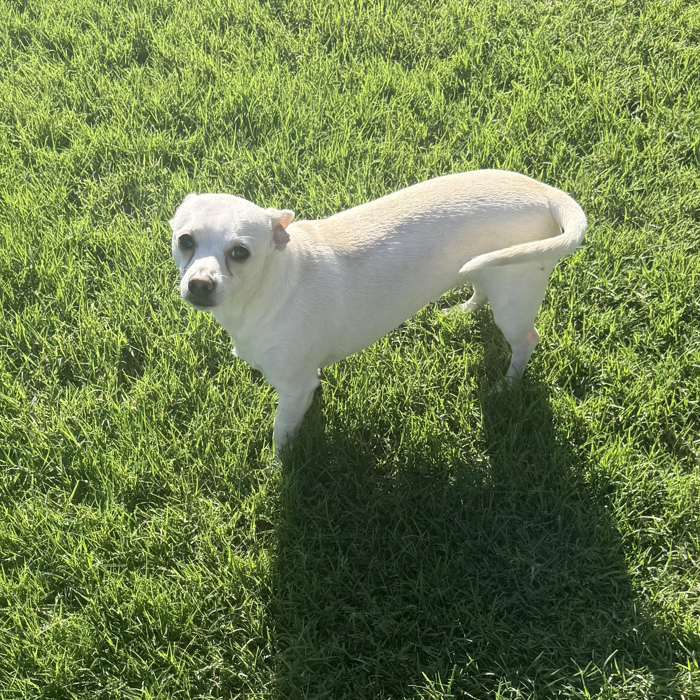 Enlarge Loki, an adoptable Chihuahua in Oklahoma City, OK image 2/3