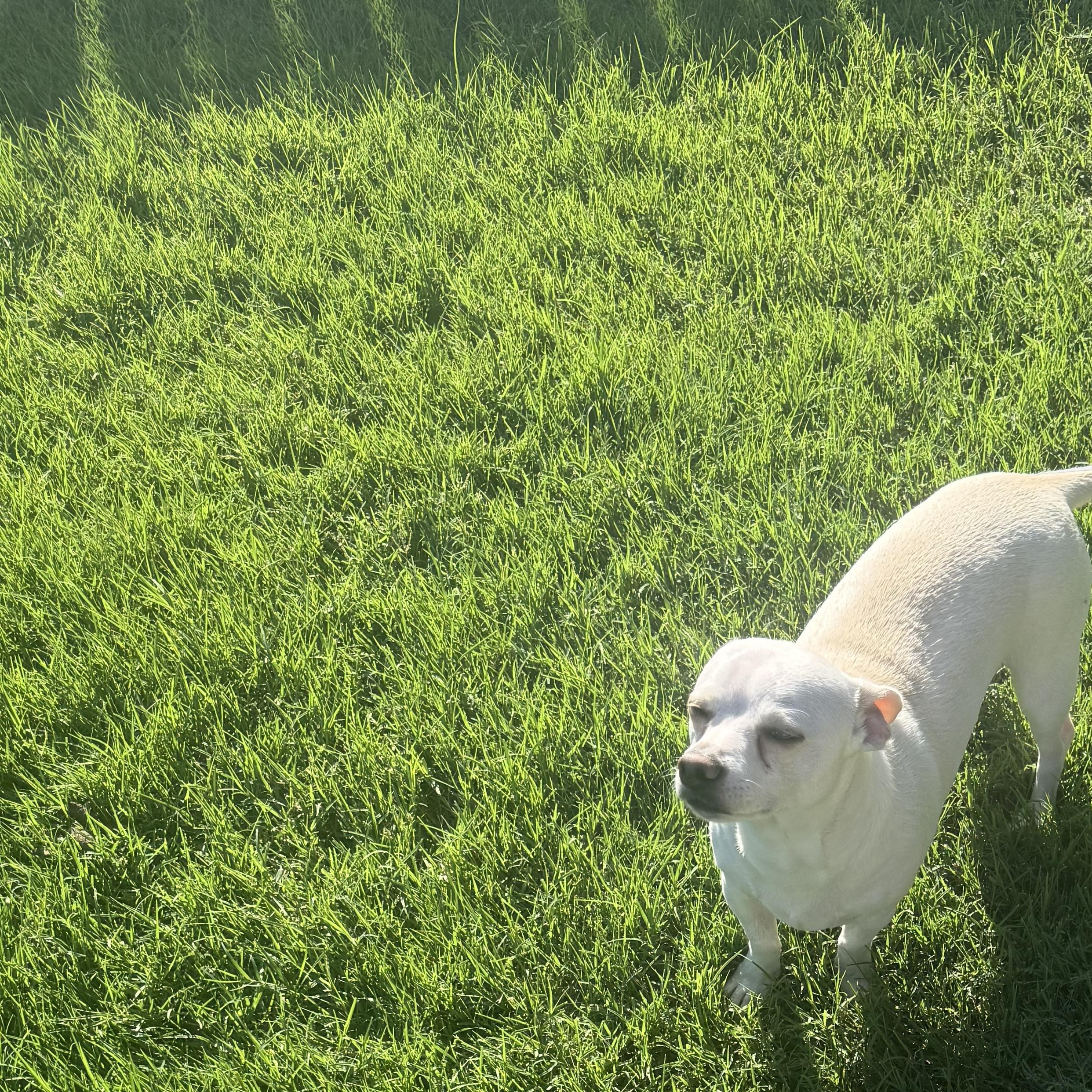 Enlarge Loki, an adoptable Chihuahua in Oklahoma City, OK image 3/3