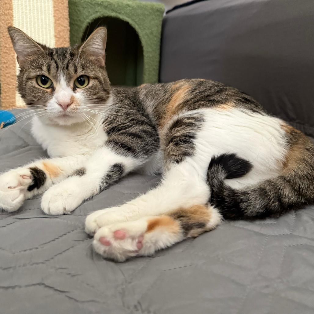 Nori, Adoptable, Adult Female Domestic Short Hair.