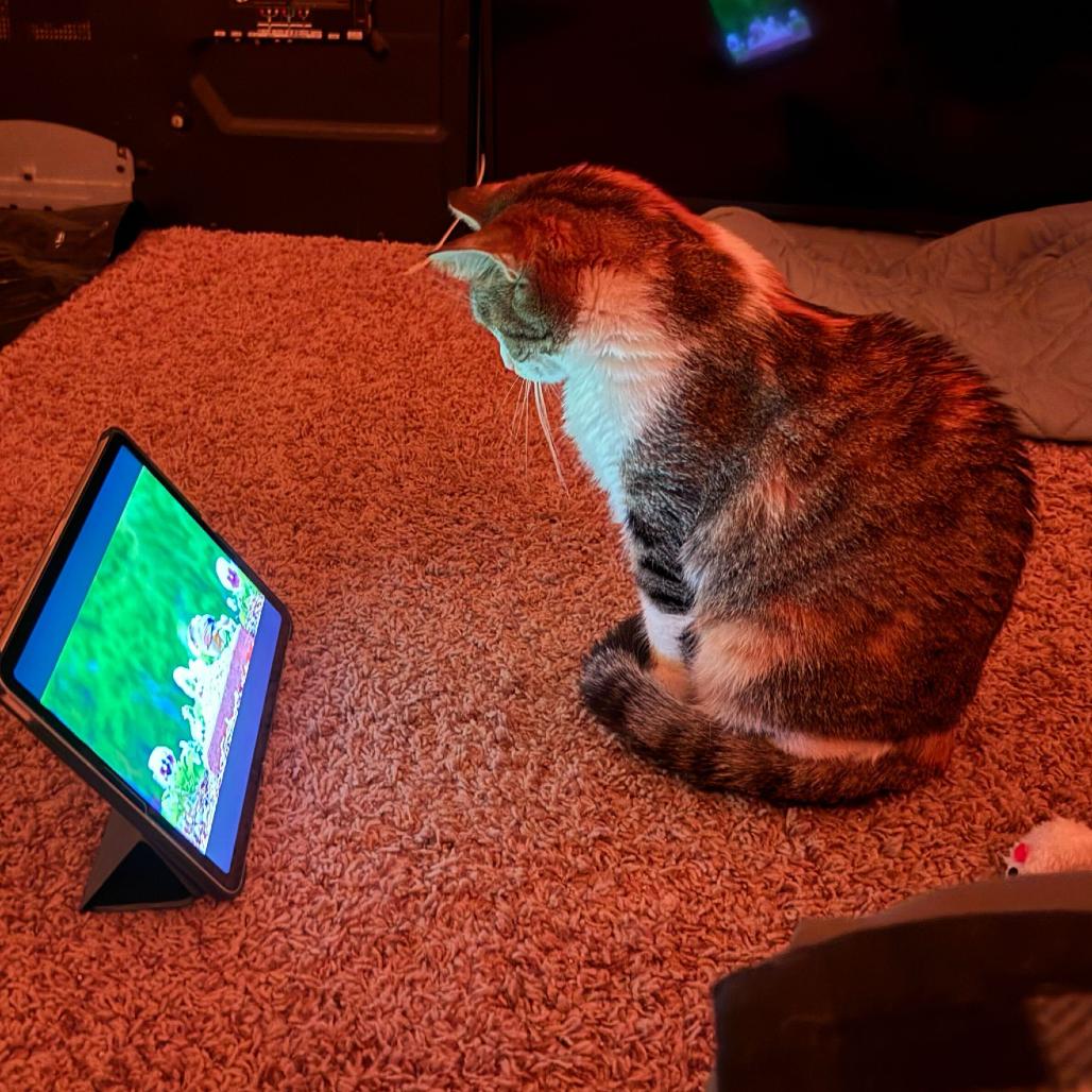 Enlarge Nori, a Adoptable Domestic Short Hair in Escondido, CA image 3/4