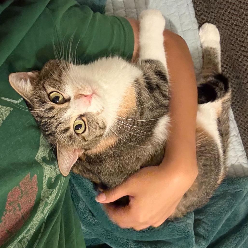 Enlarge Nori, a Adoptable Domestic Short Hair in Escondido, CA image 4/4